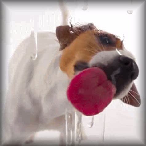 dog licking cartoon|Cute Dog Licking Screen GIFs .